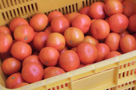 果汁たっぷりセミノール S~Mサイズ　10Kg  化学系農薬を使わない栽培