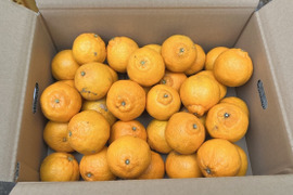 🍊手でむけて食味も◎不知火小玉サイズ！ご家庭用しらぬい4.5kg
