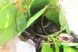 小粒でもｲｶﾞｲな旨さﾑﾗｻｷｲｶﾞｲ(ﾑｰﾙ貝)