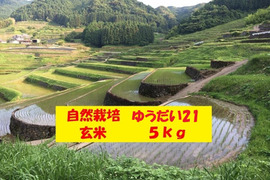 【令和7年新米】自然栽培「ゆうだい２１」玄米　５ｋｇ