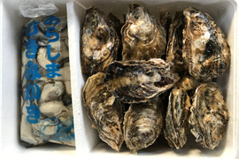 今が旬！家族で牡蠣を堪能できる、むき身500g、殻付き約20個セット。