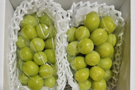 【樹上完熟】ご家庭用シャインマスカット数量限定