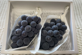 フルーツ王国やまなしの濃厚な巨峰（1㎏約2房）