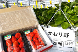 《爽やかフル～ティ～ないちご♪》　かおり野280g×2パック　佐賀県基山町産