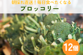 朝採れ直送！毎日食べたくなるブロッコリー　12個入り　//先行予約/2026年6月上旬より発送//