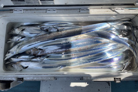 釣りたてピカピカ✨太刀魚　冷凍真空パック　10枚セット