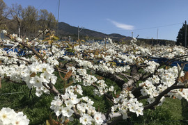 糖度13度以上！完熟の『豊水梨』約3kg（6-8個）