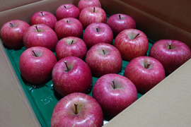 《予約受付》サンふじ　5kg（14個～20個）青森県産りんご　家庭用