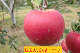 信州小布施「紅玉」家庭用小玉りんご　3キロ