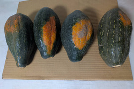 【サラダカボチャ】訳あり　有機JAS認証取得　万次郎生まるごと　４個入（約7.8kg）