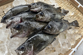 周防大島産　黒メバル　１ｋｇ