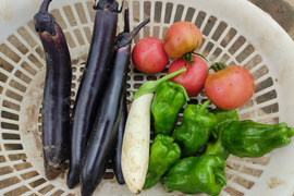 ✨夏限定｜朝採れ夏野菜5品おまかせセット｜夏の旬をまるごと楽しむ野菜BOX｜農薬・化成肥料不使用✨