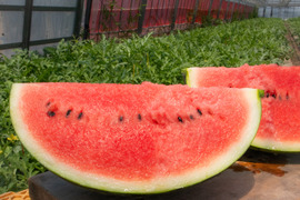 シャリ感抜群！スイカの王道『祭りばやし』（1玉：約4人分）