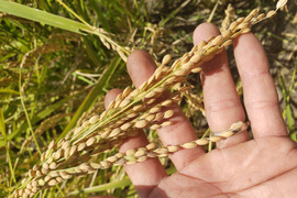【自然栽培のお米】110年前の西日本で一番人気のお米、旭一号（10kg）★玄米・白米・５分づき米選べます★