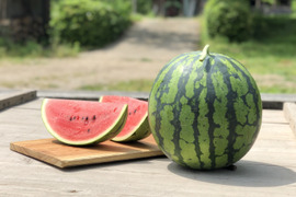 【最終便】朝獲り！鳥取県産大玉スイカ1玉(7kg以上）