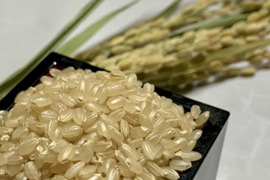 🟢福袋🟢令和6年産　新米　特別栽培米🌾きぬむすめ10kg（精米後9kg）、化学肥料不使用　おひさまのかけら2.1㎜（300ｇ）