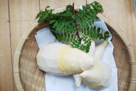 自宅山林で収穫した木の芽プレゼント付き タケノコ水煮 約500g 個別にパック(250g~300g) 【自家竹林での自然栽培品】 朝堀のタケノコを新鮮なうちにあく抜きし真空パック