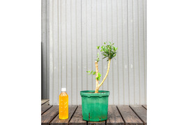 オリーブ 鉢植え ペンドリノ｜育てやすい シンボルツリー・盆栽にも最適　17