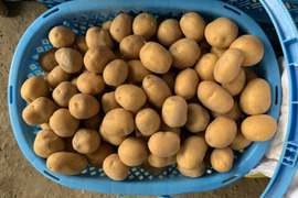 ペロリ!と食べちゃう低温暗所保存で甘みを増したインカのめざめ(4kg)