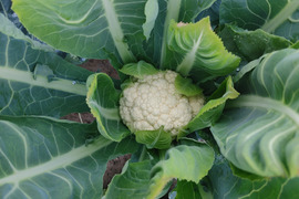 淡路島　カリフラワー5株