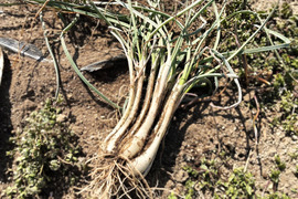 【産直 土付き】宮城県産 辛ウマ！エシャレット 1kg 若採りらっきょう 自然栽培 栽培中農薬不使用 生食 太良衛門