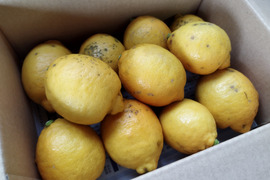 農薬不使用レモン１.８kg　見た目イマイチだけど香り豊か