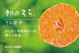 そら甘平【天空の甘平】愛媛産みかん お得品 3kg