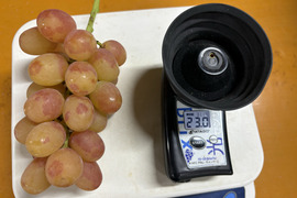 ヌーベルローズ 規格外（３〜５房）　種無し・皮ごと　９００g〜１kg☆９月下旬から発送☆