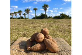 種子島産 安納芋 Sサイズ 20kg｜甘くて濃厚🍠｜aimo農園直送