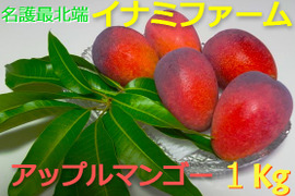 ★2026年予約開始★≪優品≫名護市最北端 イナミファームの アップルマンゴー １ｋg