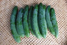 【自然栽培】キュウリ（お徳用1kg）