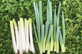 お買い得【農薬・化学肥料不使用栽培】青森県産　1/2カットネギ　1.5ｋｇ（太さ不揃い約15本：80サイズ便）