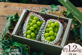 パリッとジューシー！香り弾ける！『シャインマスカット』（２房/合計約１.２kg）【贈答・ご褒美】