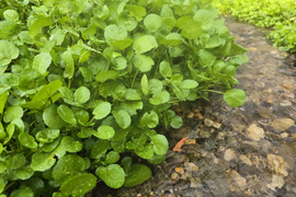 【500g】兵庫県但馬産　ごちそうクレソン