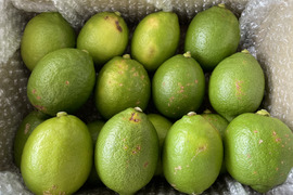 〔無等級良品〕 グリーン『ATAMI de LEMON®』3Kg -爽やか芳醇- 品種お任せ