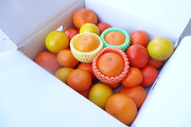 【福袋】最新品種多数！史上最大のみかん食べ比べ！こだわり７品種がこの１箱でまるごと楽しめる！「旬のこだわり柑橘食べ比べ玉手箱-虹色-」　ご家庭用　約３kg入　【商品番号】【2002】