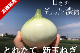 【極甘ジューシー】淡路島 春の新玉ねぎ 10kg箱 約30～40個入