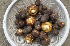 ホクホク旨い！味が濃い！無洗白芽里芋2kg