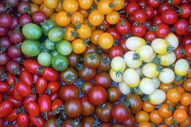 旬野菜Ｍサイズ【7～9品目】生命力溢れる野菜詰め合わせ＊農薬·化学肥料·除草剤不使用《1日5セット定期便限定》