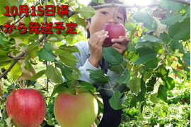 【甘い系りんご2種の食べ比べ】ぐんま名月＆シナノスイート　3キロ箱（3.2キロほど入ります）【JA基準より60％減の低農薬栽培】