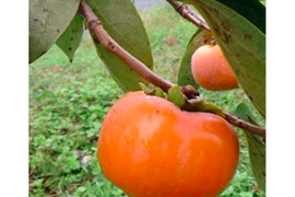 自然栽培の次郎柿 1kg