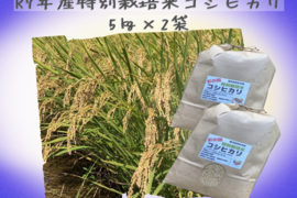 【冷めても感動】Pino farm「弾む、雪肌もち米」～R7年産特別栽培米　ミルキークイーン　10㎏～