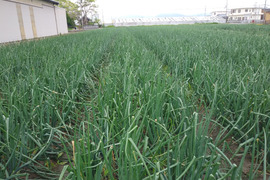 農家直送　淡路島小玉玉ねぎ5㌔
