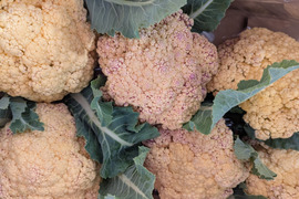 小ちゃい🟡オレンジちゃん