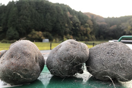 丹波篠山産　山の芋（2kg ）