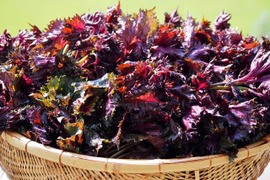【栽培期間中　農薬不使用】目もカラダもいたわる薬味！赤紫蘇（80サイズの箱にはいるだけ！）
