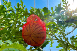 【夏ギフト】贅沢な甘さとシャリ感『空中育ちの大玉すいか』5ｋｇ　１玉