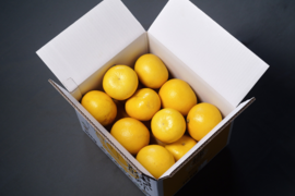 香りで家が柑橘畑になる土佐文旦【家庭用10kg】