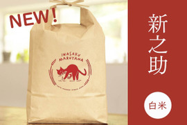 【令和8年産新米】予約・金匠受賞農家🏆つやつや大粒！新之助・白米10kg　新潟米