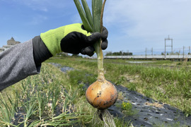 瑞々しく甘～い採れたて玉ねぎソニック😊サイズ色々混ぜて2kg土付きです